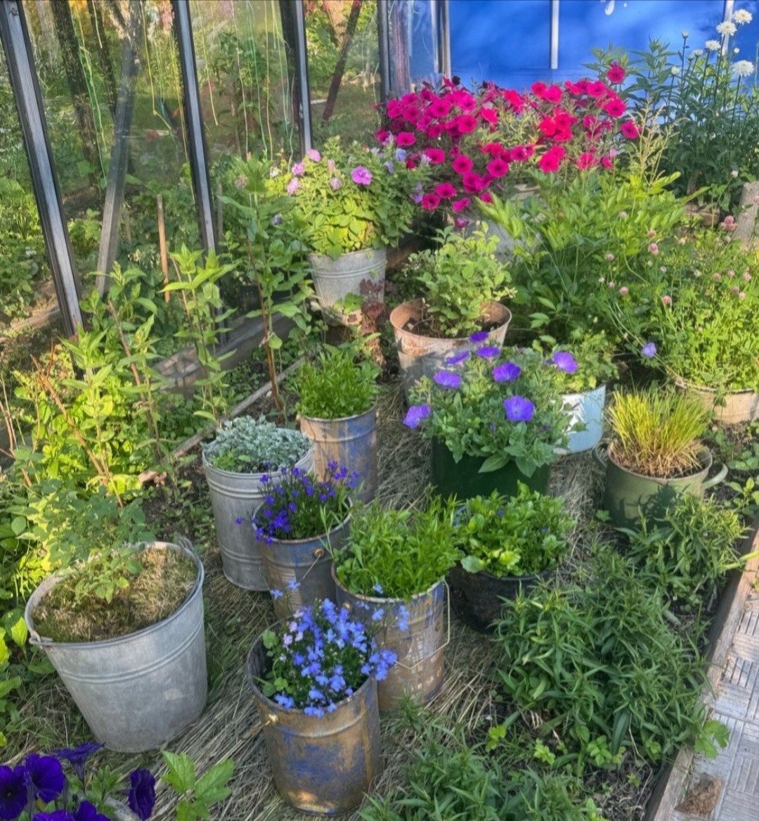 Контейнерный сад в июне