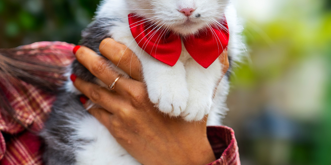 Кошечке подобранной с улицы очень нужен дом🥺
