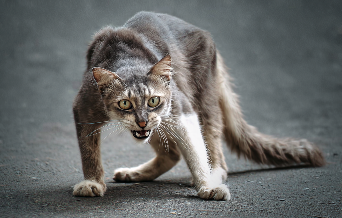 Дворовый кот против Породистого: Кто сильнее и хитрей на самом деле