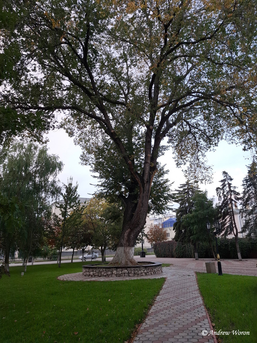 Утро в сквере перед администрацией города