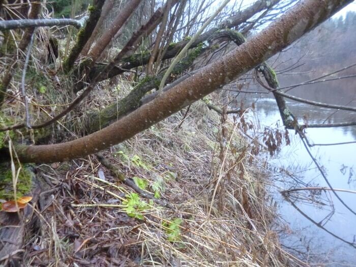 Заросли ивы трёхтычинковой на берегу. И шляпки фламмулины на валежнике (фото из архива автора)