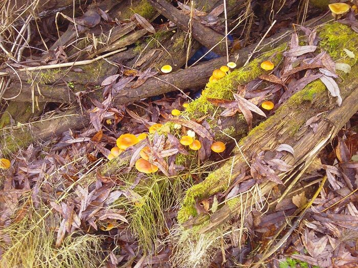 Зимний опёнок (фламмулина бархатистоножковая) (фото из архива автора)