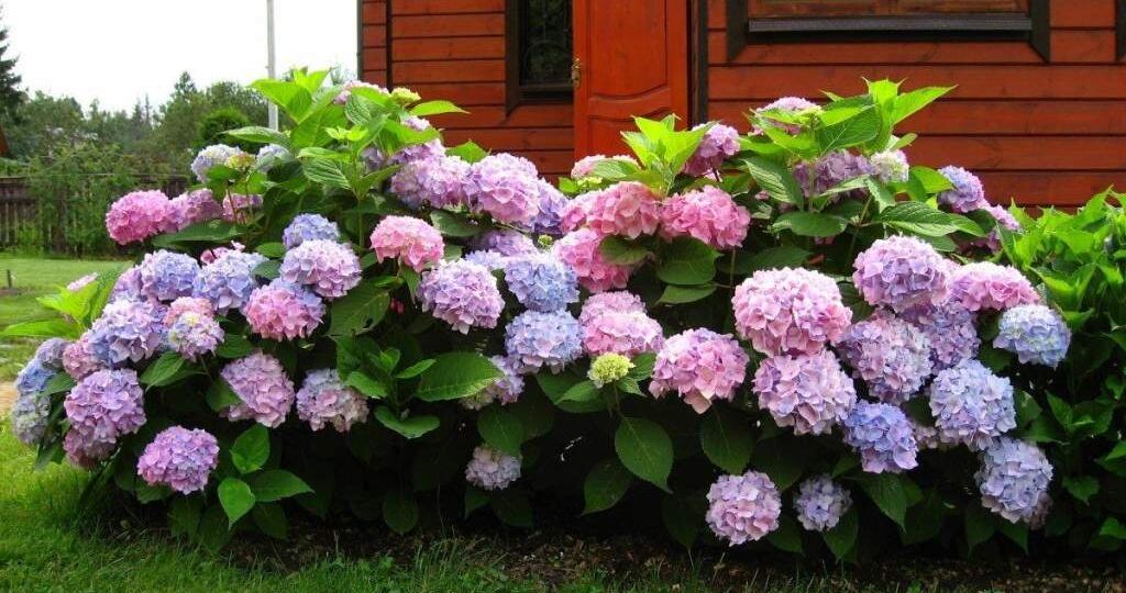 Как правильно ухаживать за гортензией?