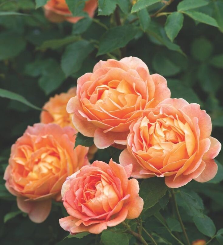 роза Леди Шалотт, с пинтереста