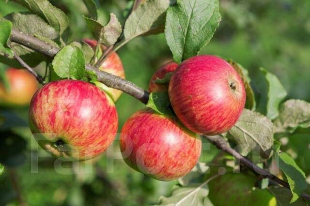 Яблоня Медуница — зимостойкость хорошая, вкус сладкий, отличный сорт для средней полосы