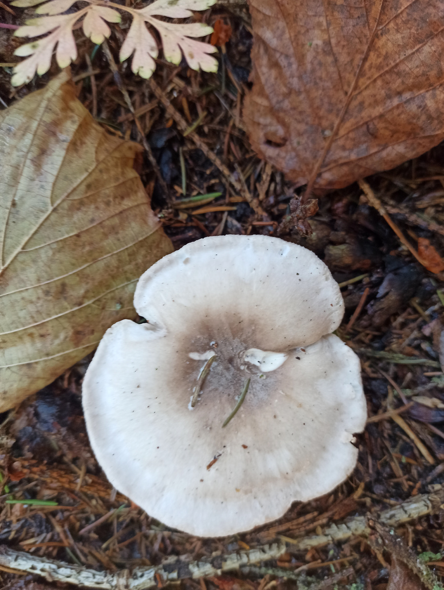 Говорушка дымчатая. 