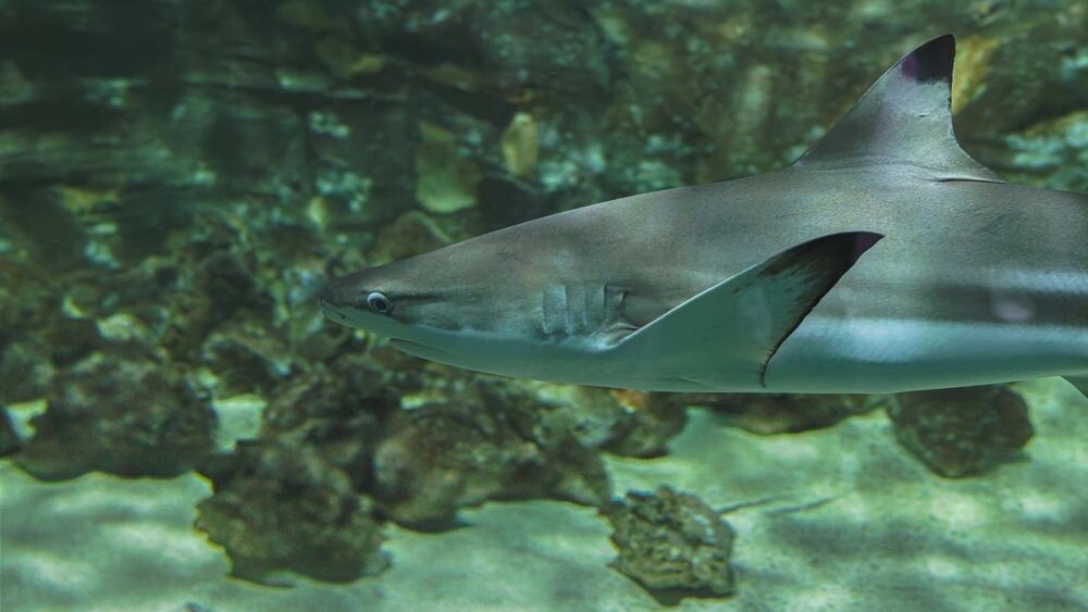    Фото: MJphotographics/Shutterstock/Fotodom