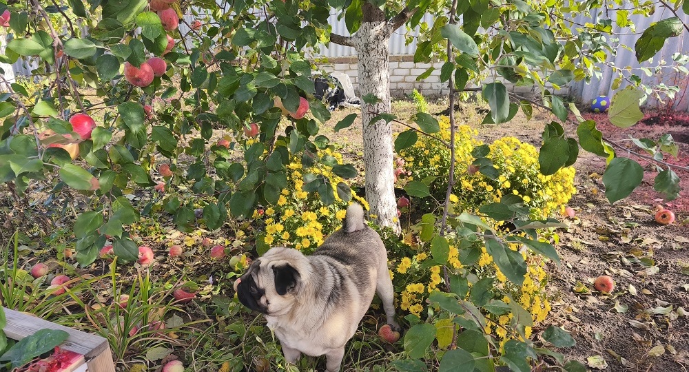 Дневник мопса: Осенний обман