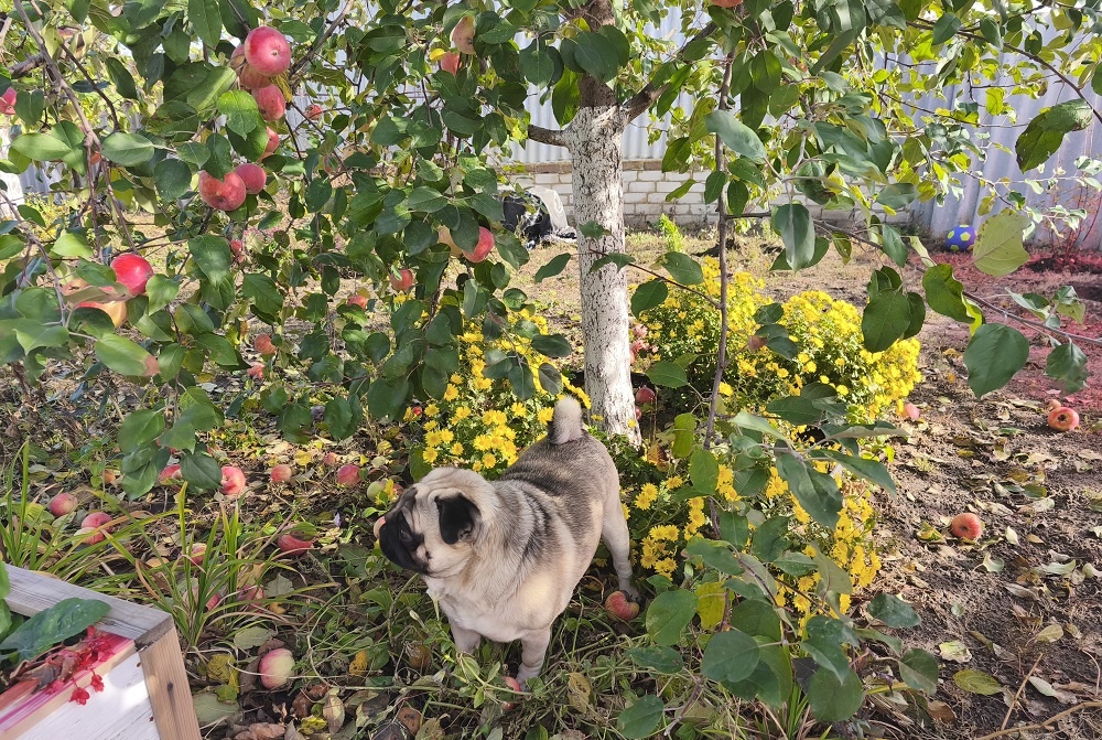 Мопс Ефим стоит под яблоней