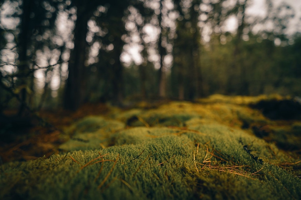    Фото: iStock/avtk