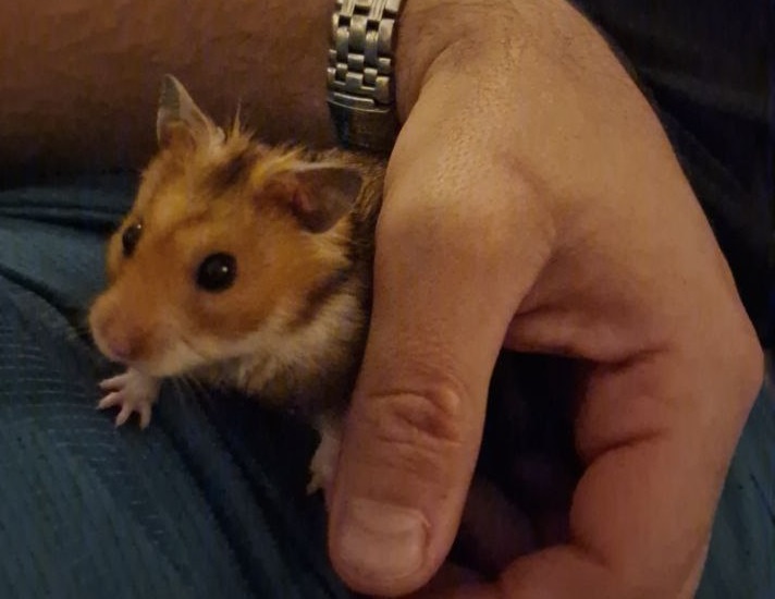    Останавливаю мышиный террор за 3 дня проверенными методами. В октябре грызуны сбегут из дома массово