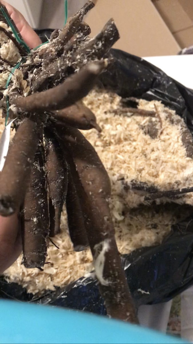 Корень ABALONE PEARL