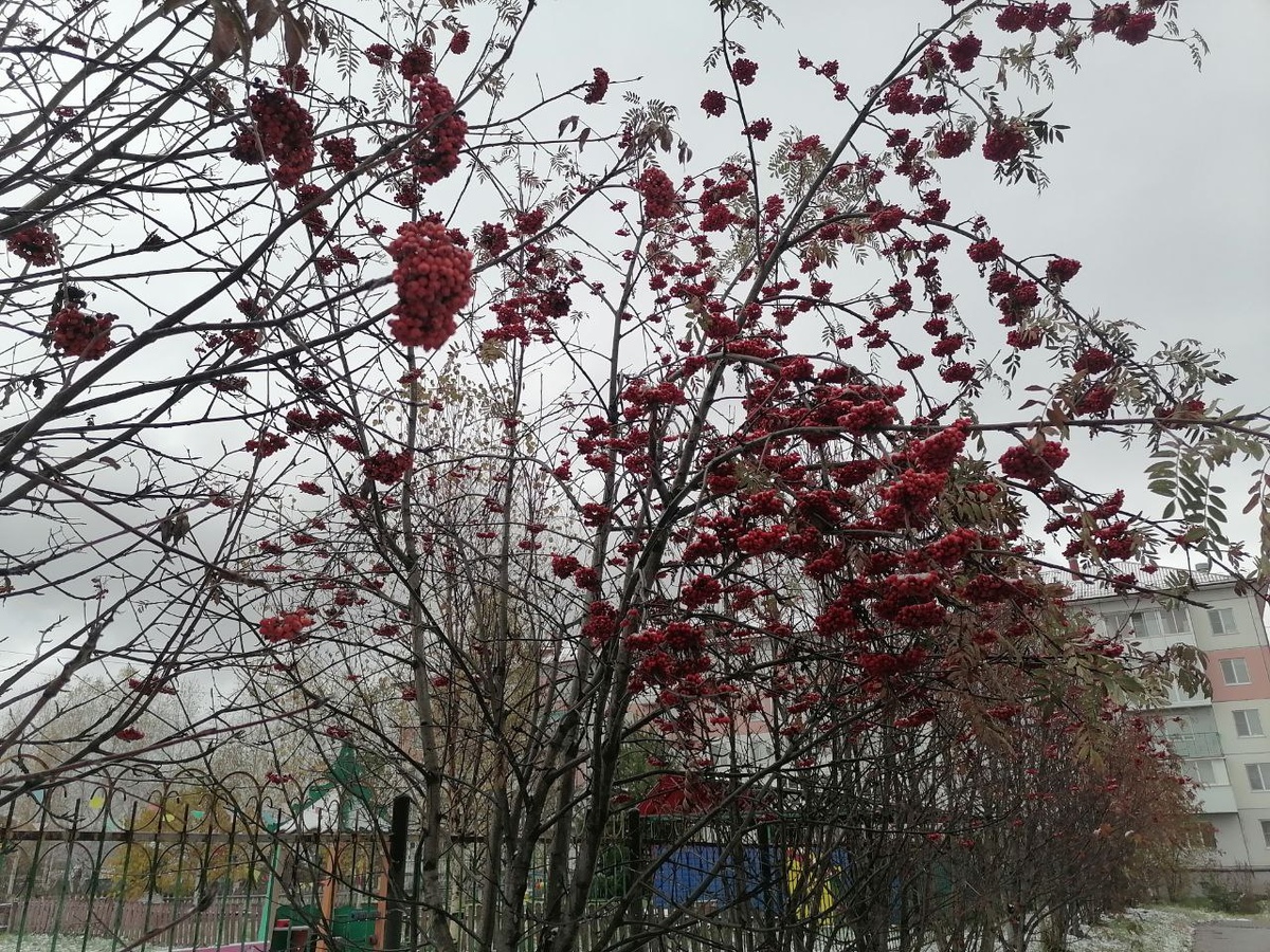 Богатый урожай