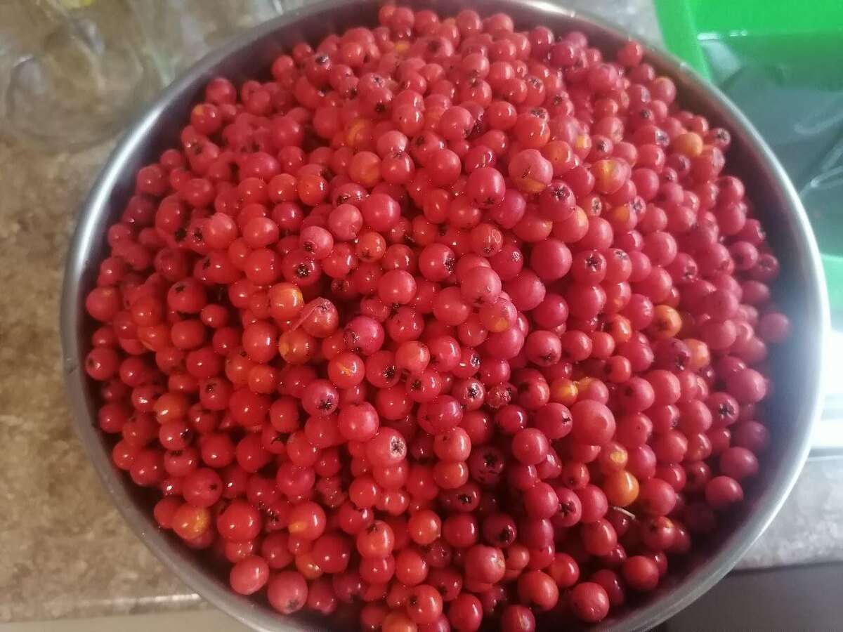 Рябина готова к переработке