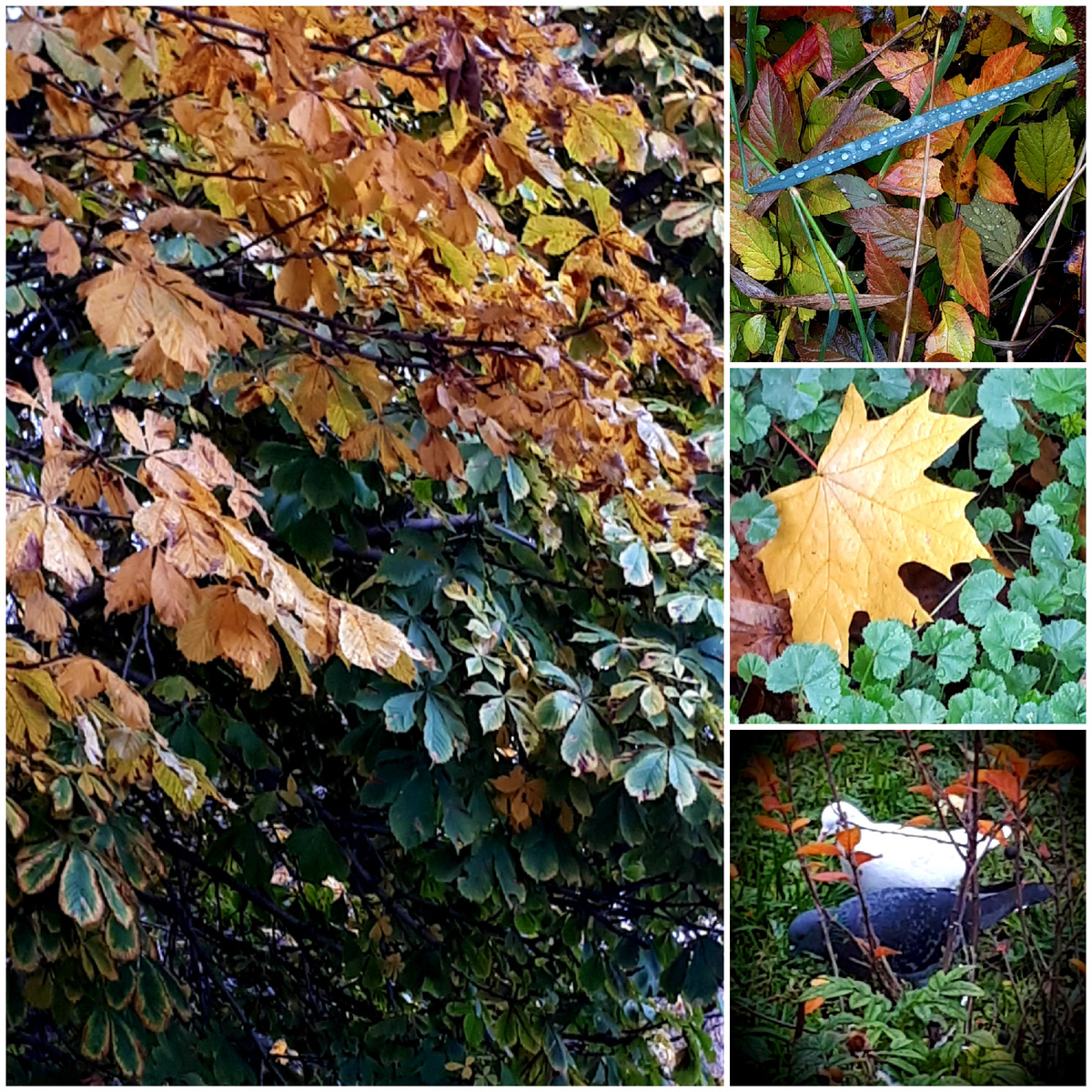 Коллаж автора 26.10.2025г.