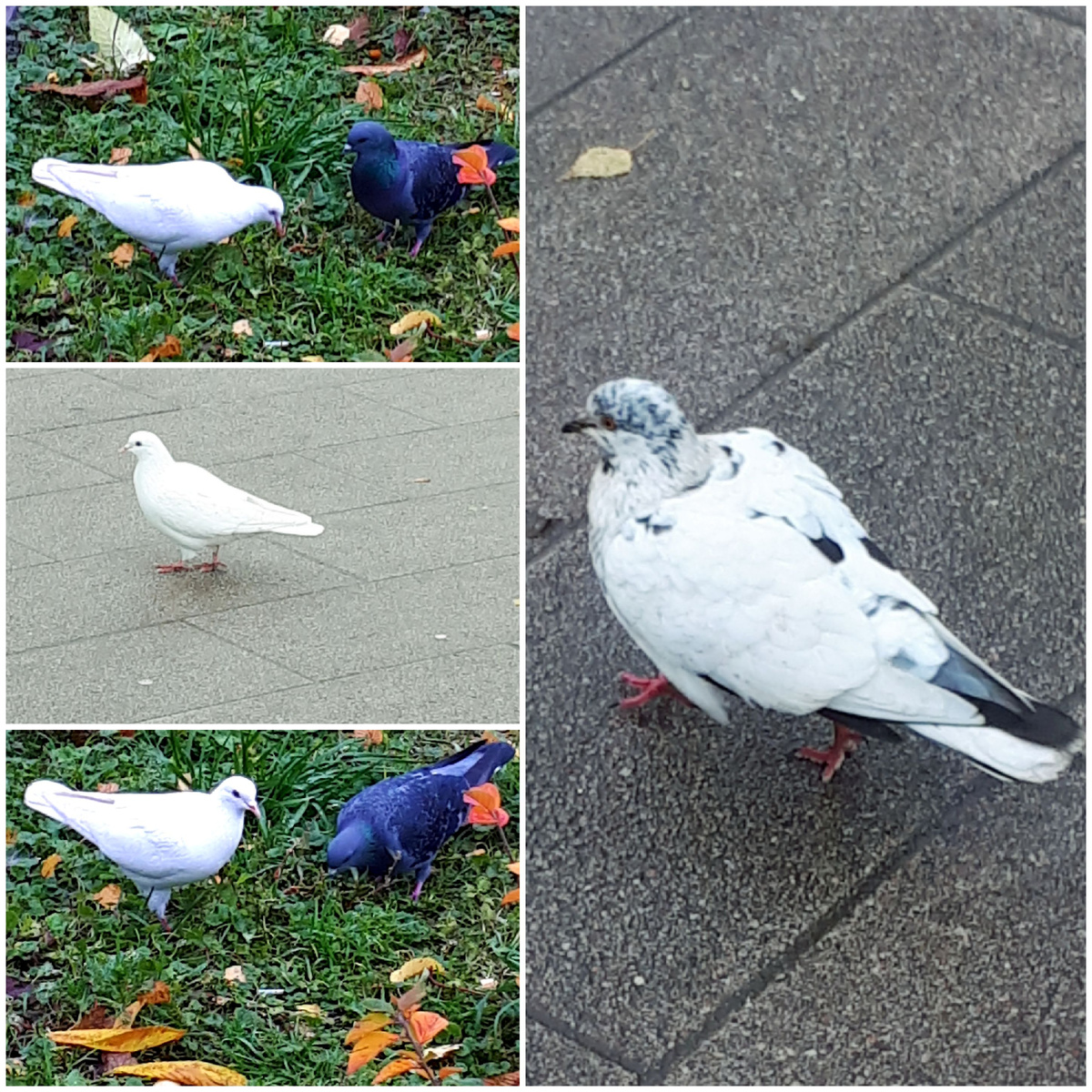 Коллаж автора 26.10.2025г.