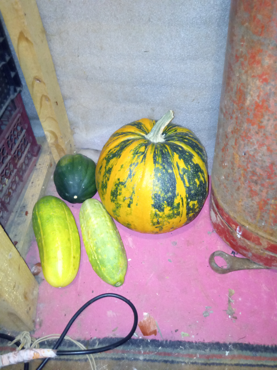 Слева в дальнем углу Аккорн желудевый. 😜 Это подарок. 🥰