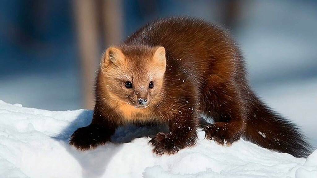 Фотография из интернета