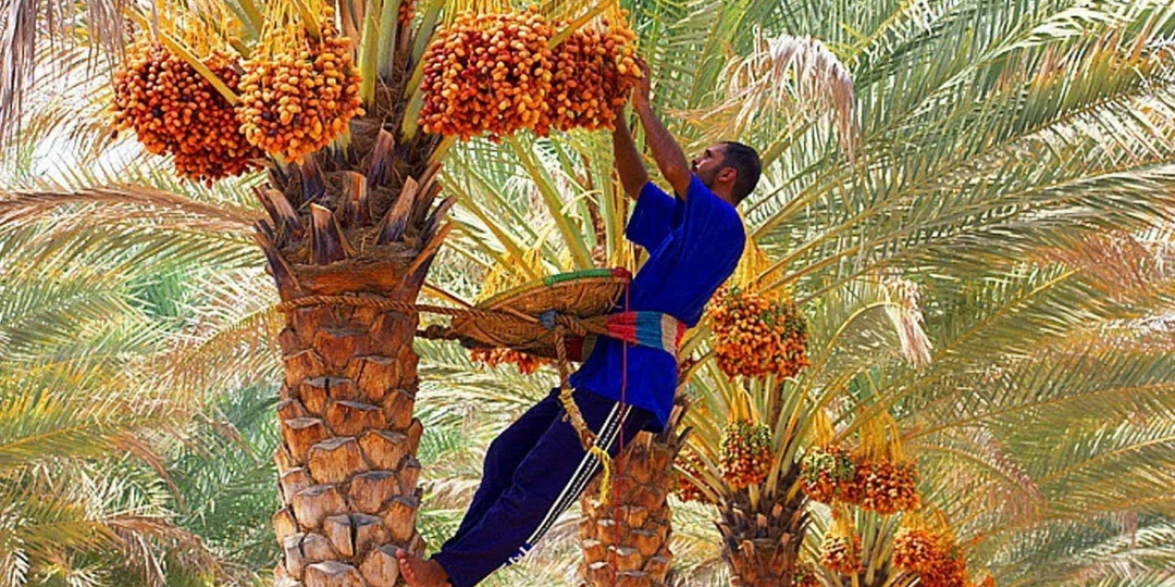 Фрукты Египта и какие можно привезти домой.