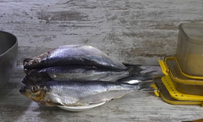 Северная селёдка семужного посола: секреты идеальной засолки от дальневосточных рыбаков