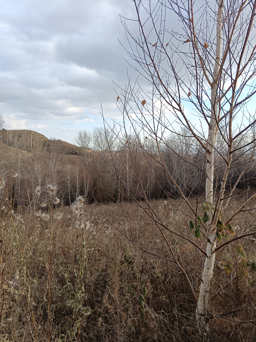 По лесополосе в центре фото можно определить направление ручья