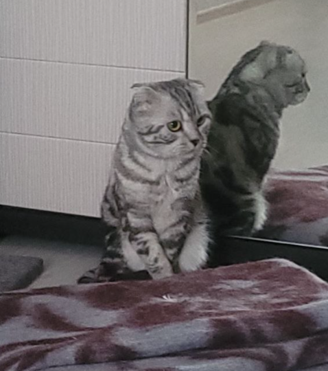 Почему кошки грустят