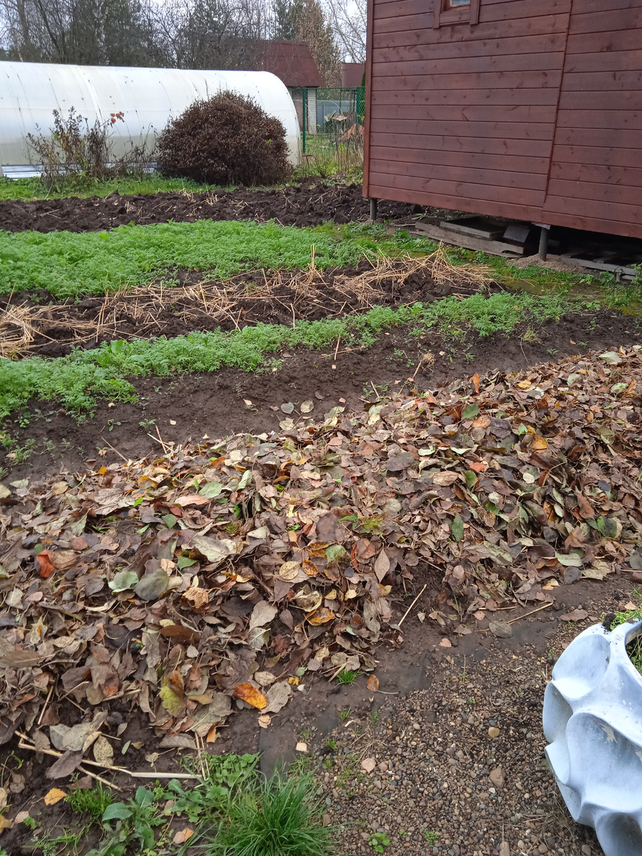 Грядка с чесноком. 