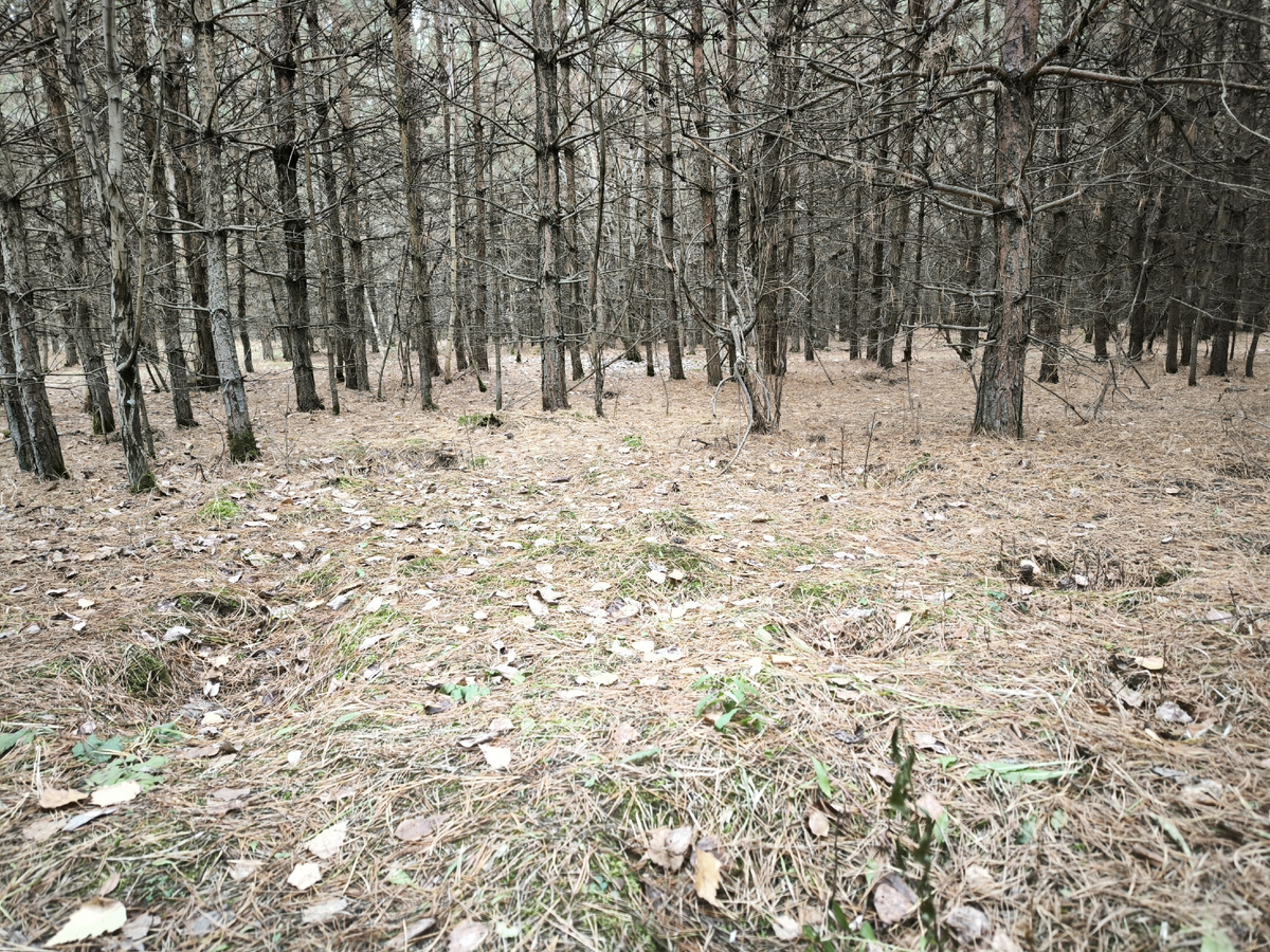 Среди сосёнок её нет, Всё бурое