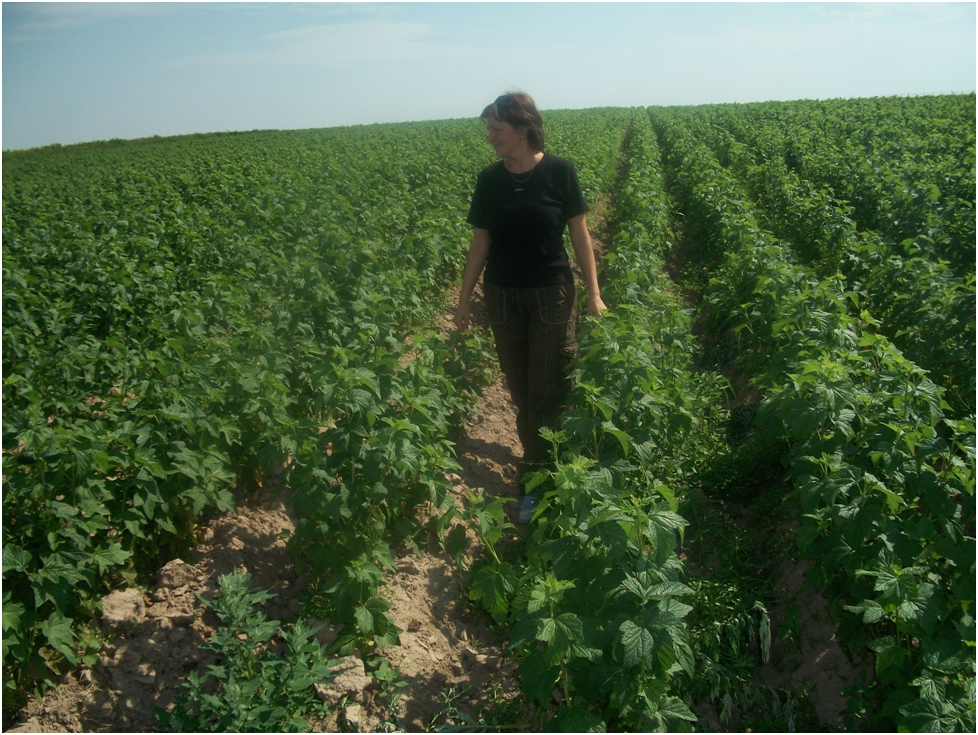 Я на Плантации черной смородины