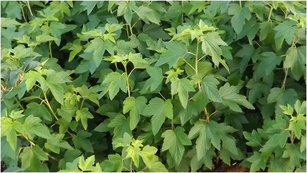 однолетние саженцы смородины в горшках