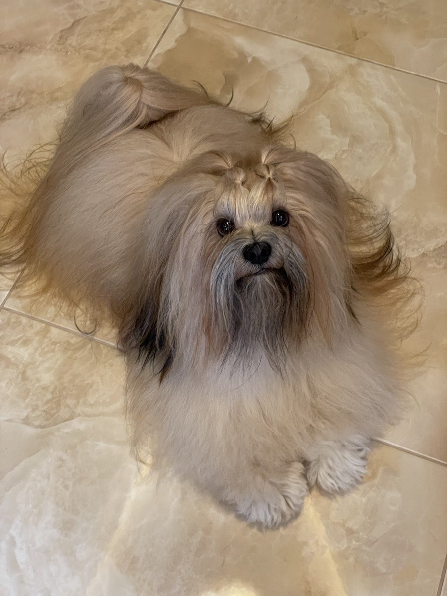 Фото заказчика. Оригинал собачки.