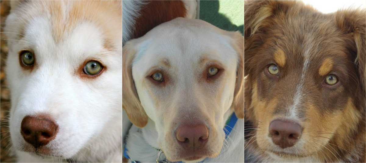    Прекрасные зеленоглазики. Зелёные глаза у собак — редкость и признак смешения пород. Источники изображений: ferret-pet.ru, sobakovod.club, animals.pibig.info