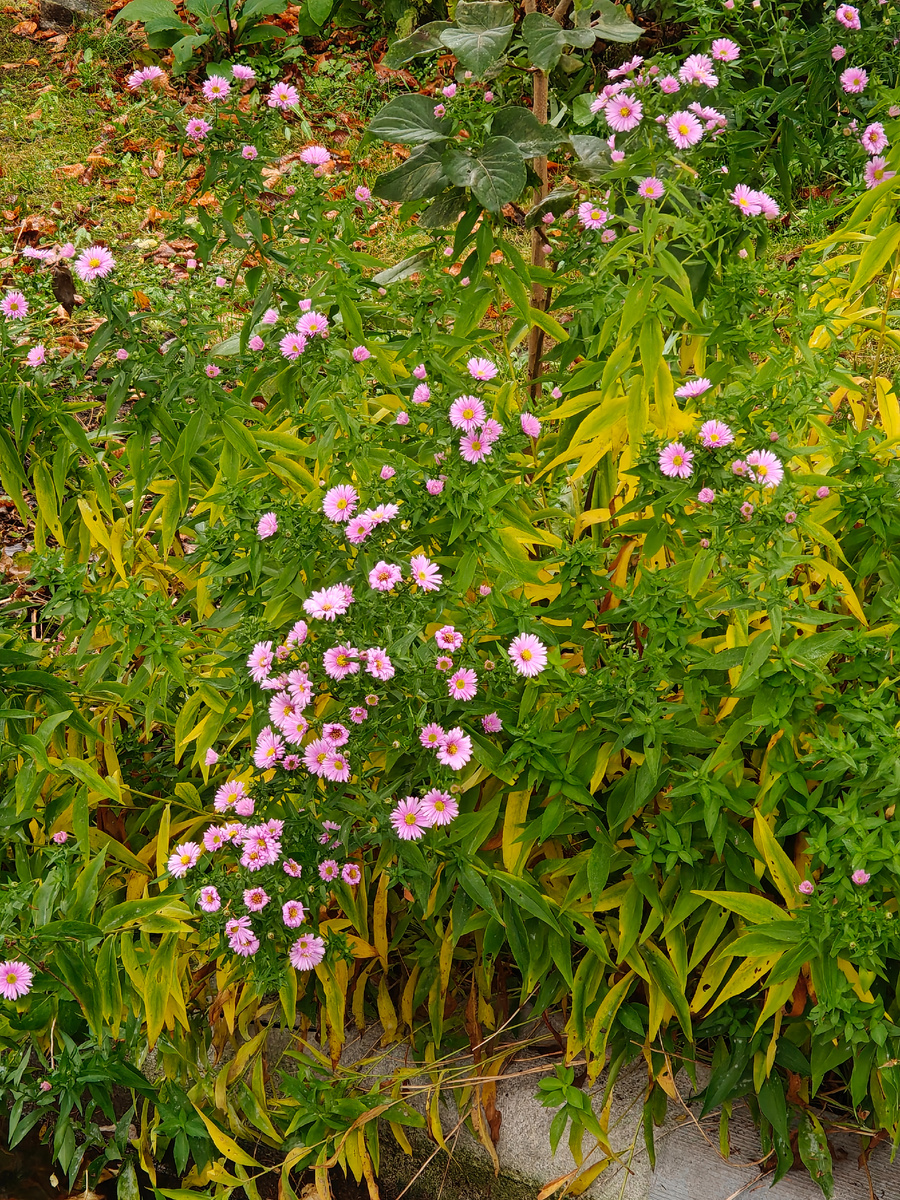 Чуть ярких красок у соседей