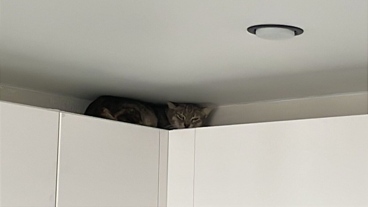 Кота видите? А он есть!