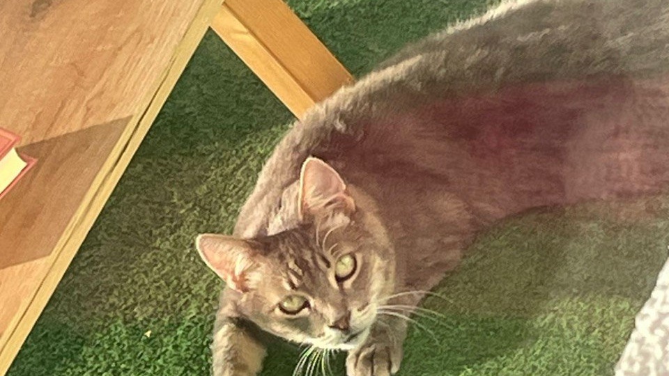 Первое время он был тенью самого себя. И вот какой теперь этот кот