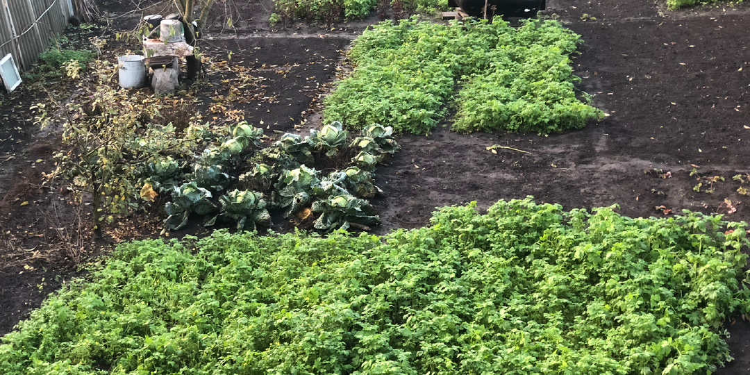 Сидераты не подвели. Яблочный бум в октябре. Маленькие детские шалости