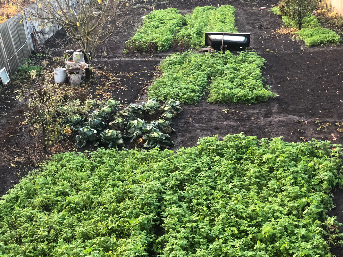 Первые заморозки сидераты перенесли стойко. Фотоиллюстрации автора.