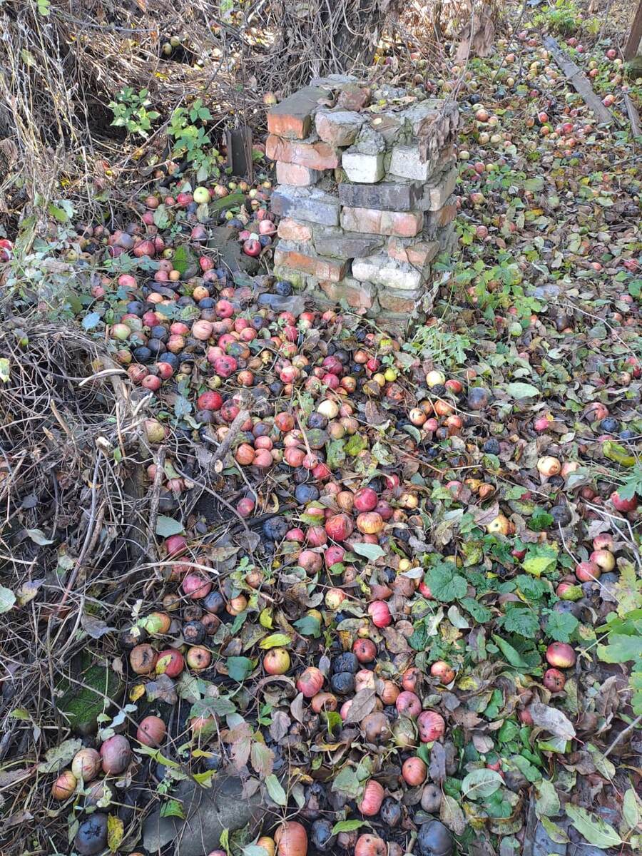 Вся земля усыпана яблоками.