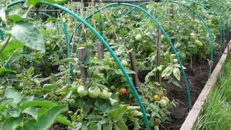 Низкорослые сорта экономят время и силы