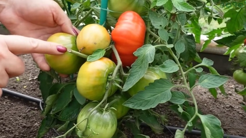 Правильно выбранные сорта радуют стабильным плодоношением