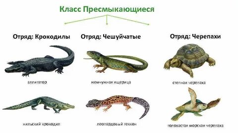 Список классов животных