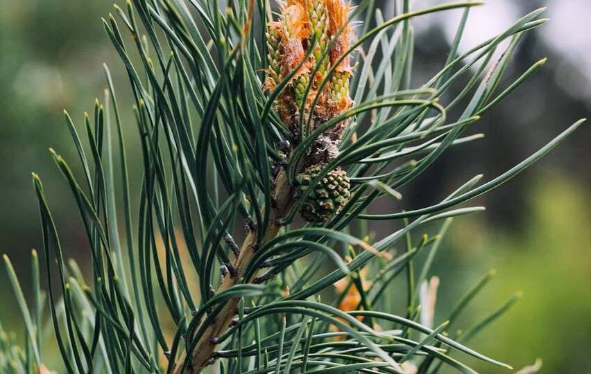Я - под защитой или какие эфирные масла применять при малейших подозрениях на простуду