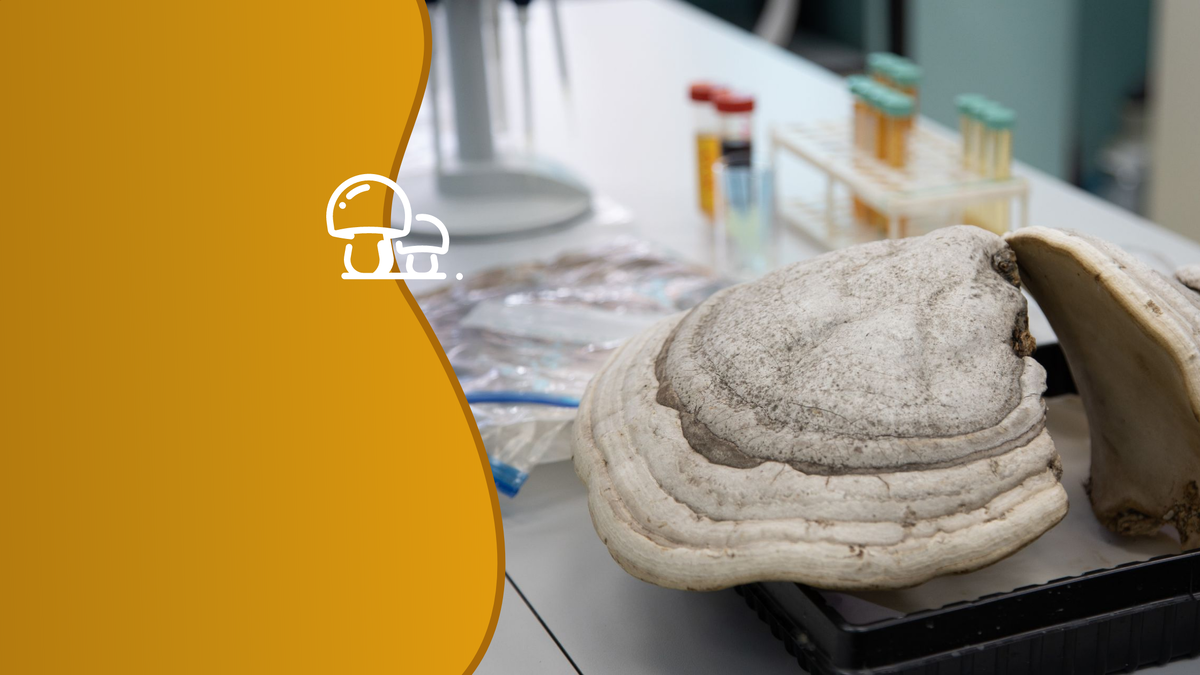 На основе двух видов трутовиков исследователи создали мазь. Коллаж: медиацентр УрФУ.