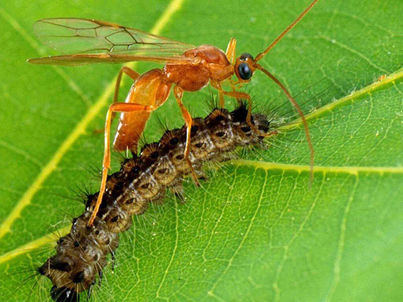 Оса-наездник и гусеница. Фото: avatars.dzeninfra.ru