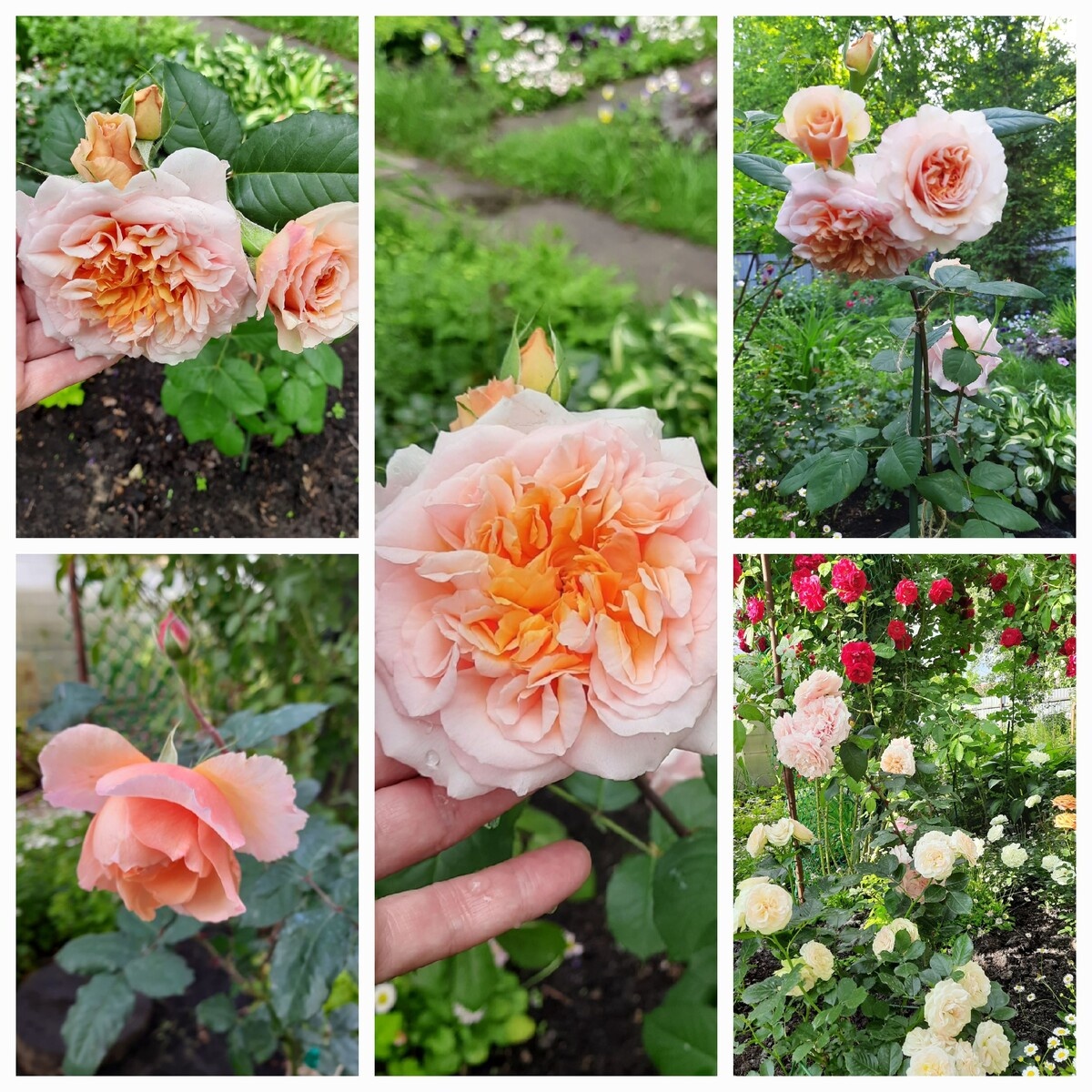 фотоколлаж Татьяны