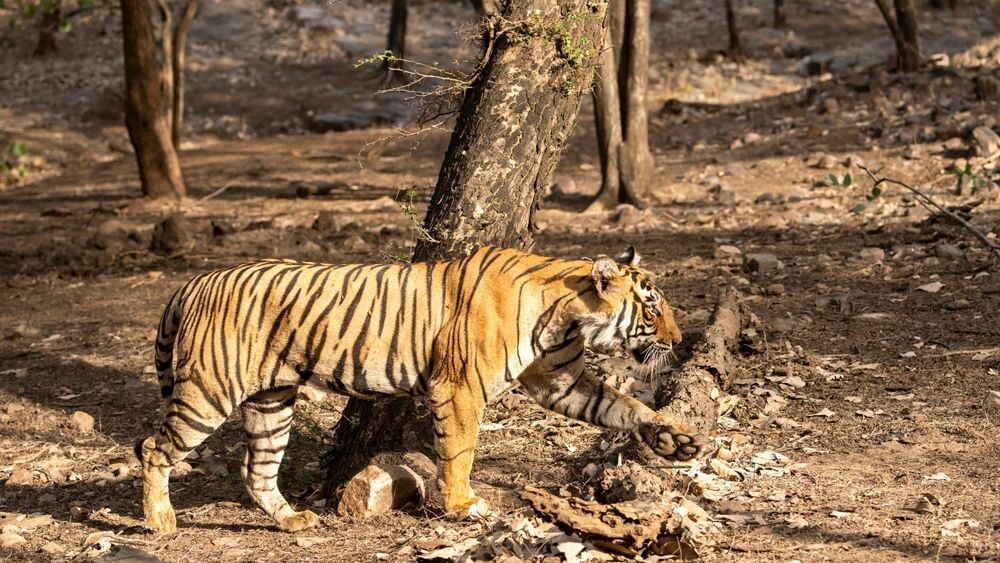    Фото: Sourabh Bharti/Shutterstock/Fotodom