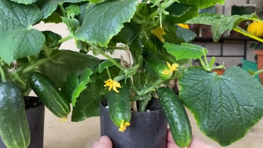 Мой зимний урожай комнатных огурцов без искусственной подсветки — 8 кг с одного подоконника