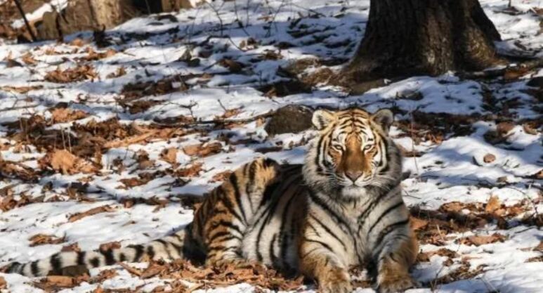    РИА «Новости»