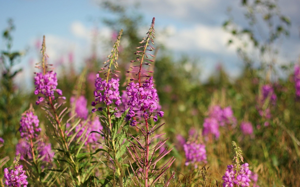 Источник фото: es.wallpaper.mob.org