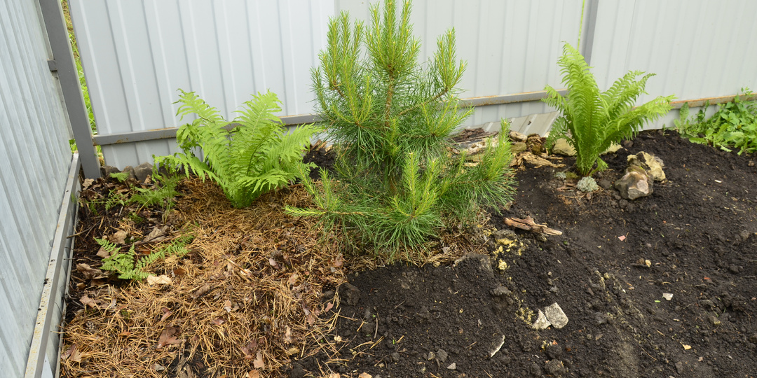 Хвойные из семян.